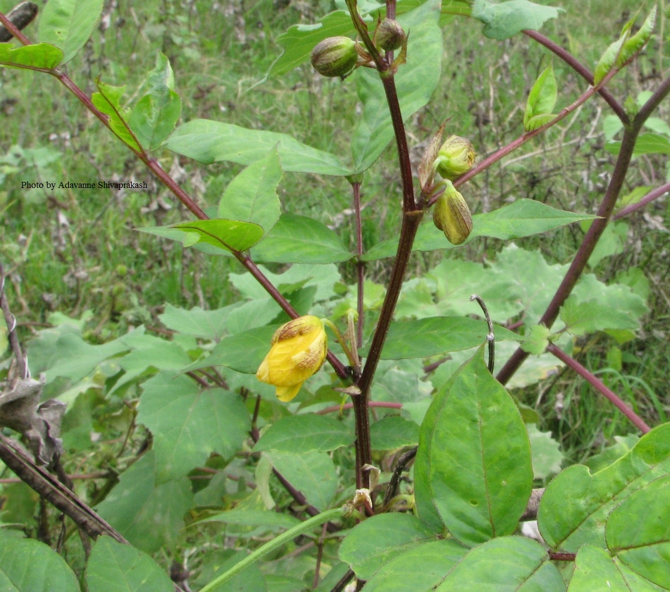 Cassia Occidentalis