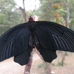 Lesser Batwing -- Atrophaneura aidoneus Doubleday, 1845