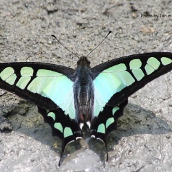 Glassy Bluebottle -- Graphium cloanthus Westwood, 1841