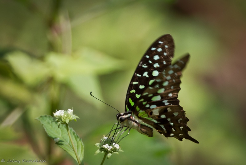 Tailed Jay -- Graphium agamemnon andamanica Lathy, 1907