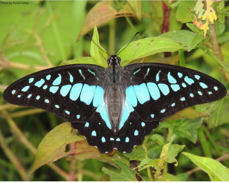 Great Jay -- Graphium eurypylus Linnaeus, 1758