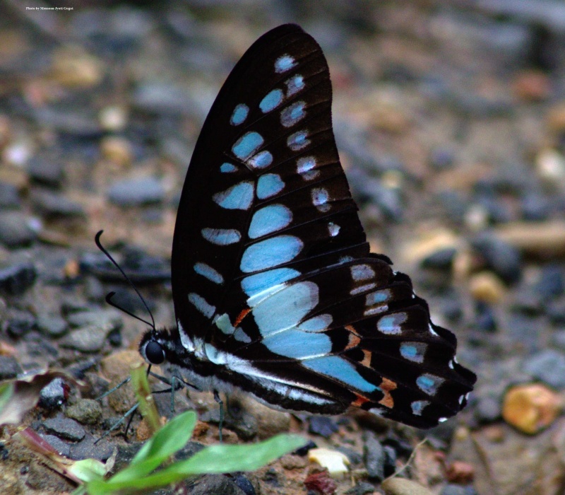 Great Jay -- Graphium eurypylus acheron