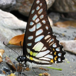 Veined Jay -- Graphium chiron Wallace, 1865