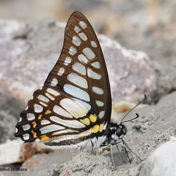 Veined Jay - Graphium chiron Wallace, 1865