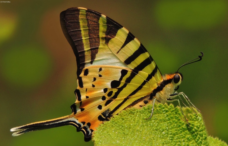 Five-bar Swordtail -- Graphium antiphates Cramer, 1775