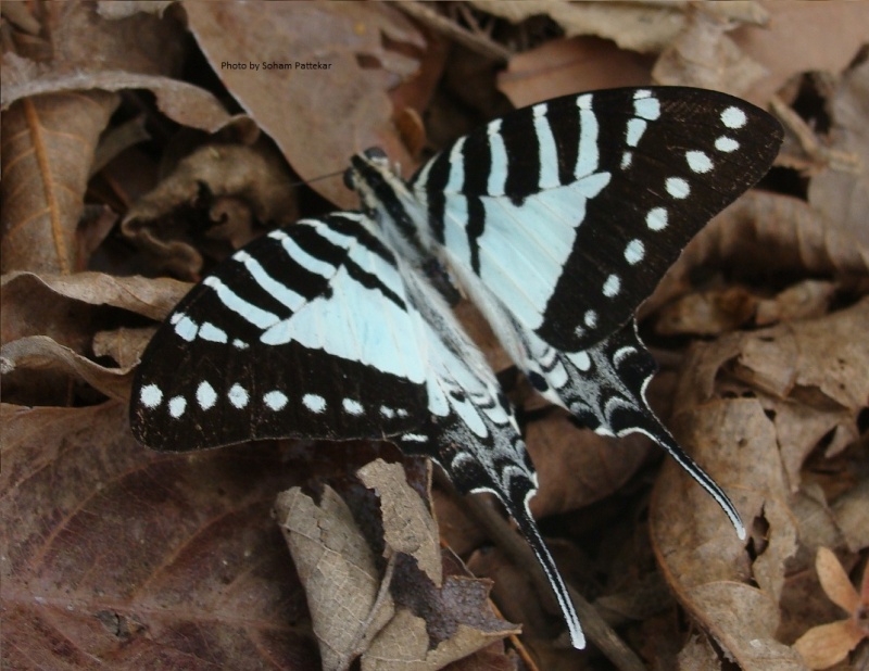 Spot Swordtail - Graphium nomius