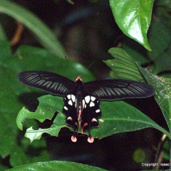 Subfamily Papilioninae ( The Swallowtails ) <br>    Genus Losoria ( Clubtails )