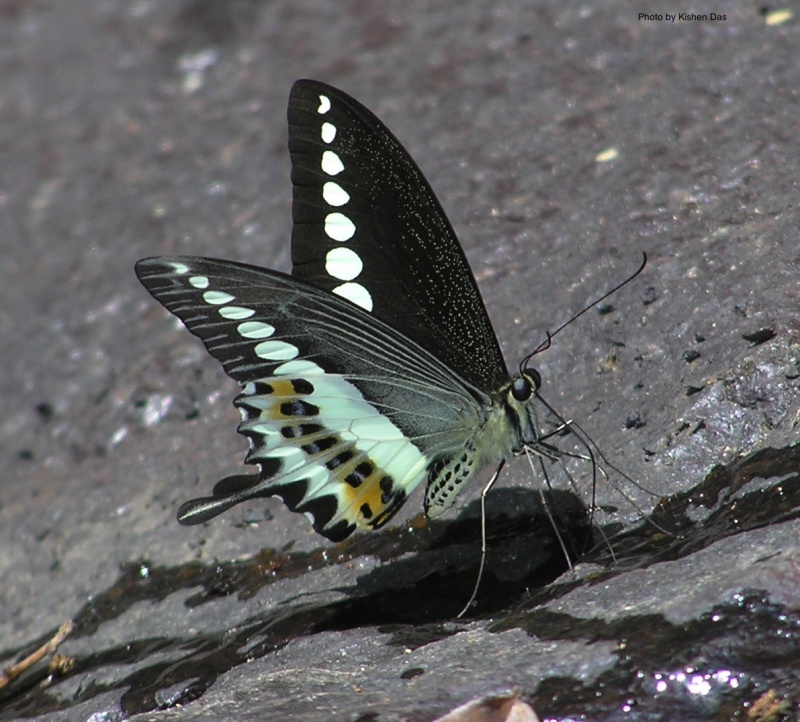 Malabar Banded Swallowtail -- Papilio liomedon Moore, 1874