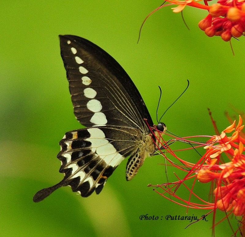 Malabar Banded Swallowtail — Papilio liomedon ( Moore, 1875 )
