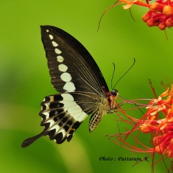 Malabar Banded Swallowtail — Papilio liomedon ( Moore, 1875 )