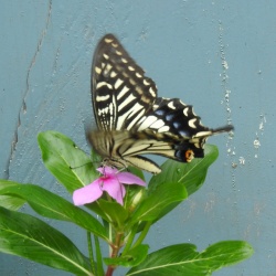 Chinese Yellow Swallowtail — Papilio xuthus Linnaeus, 1767