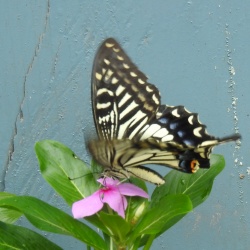 Chinese Yellow Swallowtail — Papilio xuthus Linnaeus, 1767