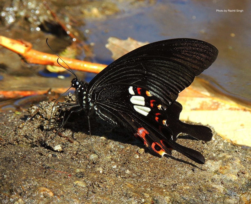 Red Helen -- Papilio helenus Linnaeus, 1758
