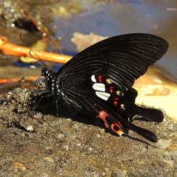 Red Helen -- Papilio helenus Linnaeus, 1758