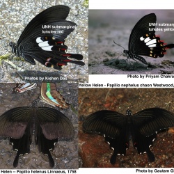 Red Helen -- Papilio helenus Linnaeus, 1758 vs  Yellow Helen -- Papilio nephelus chaon Westwood, 1845