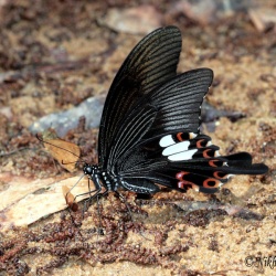 Red Helen - Papilio helenus