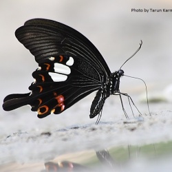 Red helen - Papilio helenus