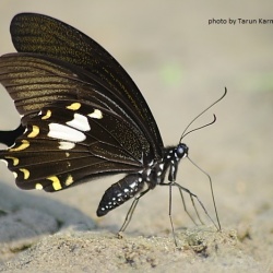 Yellow Helen -- Papilio nephelus Boisduval, 1836
