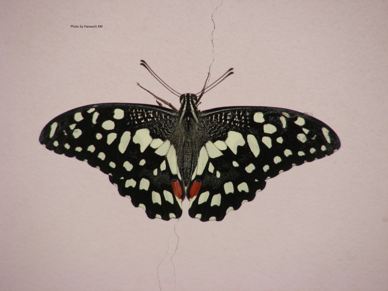 Lime -- Papilio demoleus Linnaeus, 1758