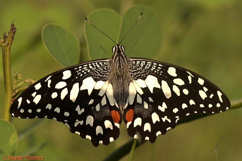 Lime Butterfly -- Papilio demoleus Linnaeus, 1758