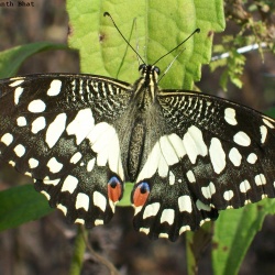 Lime -- Papilio demoleus Linnaeus, 1758