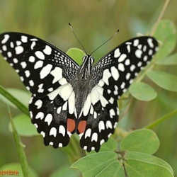 Lime Butterfly -- Papilio demoleus Linnaeus, 1758