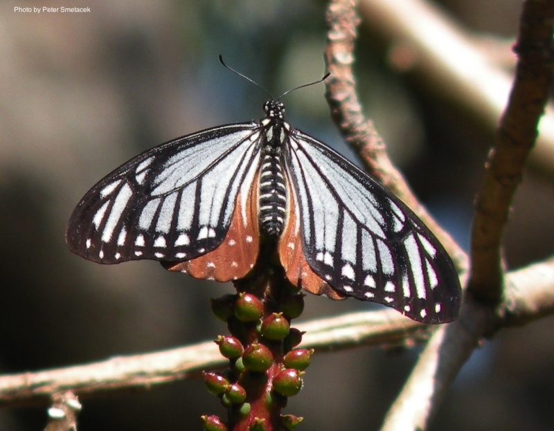 Tawny Mime -- Papilio agestor govindra Moore, 1864