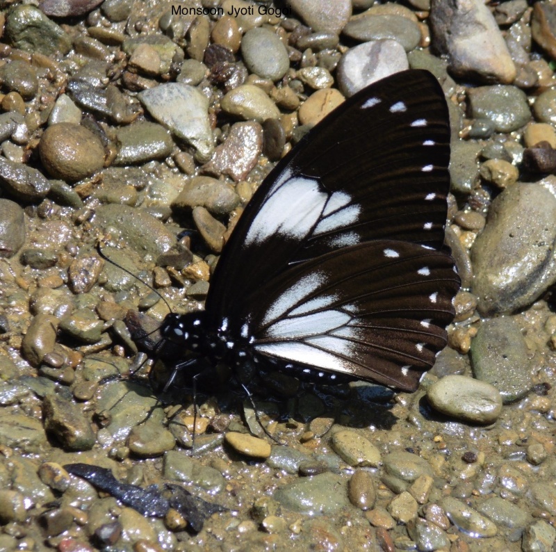 Papilio paradoxa Zincken, 1831 - Great Blue Mime