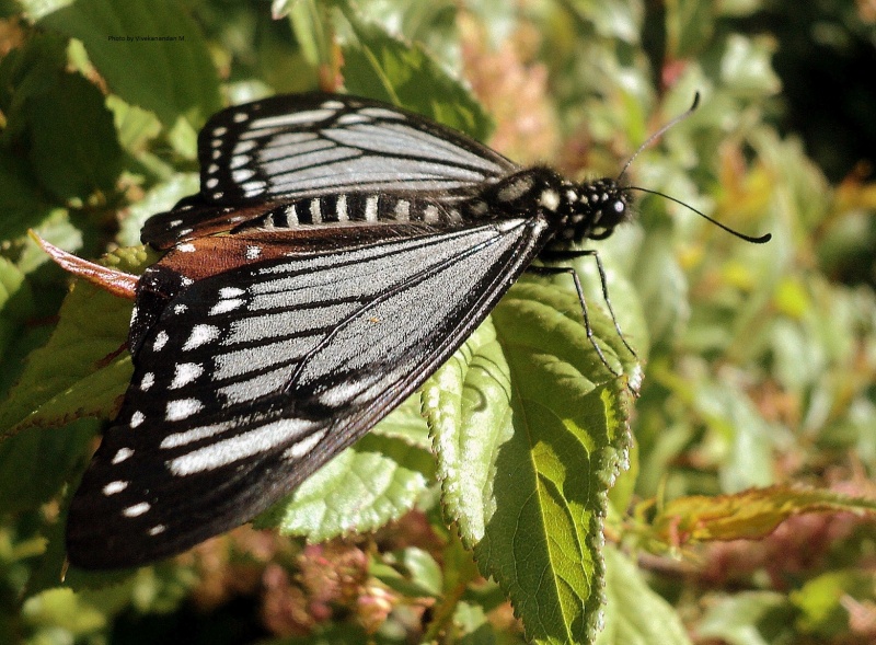Tawny Mime - Papilio (Chilasa) agestor