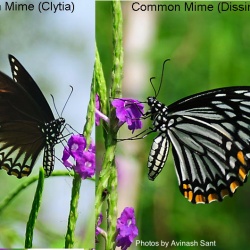Common Mime -- Papilio clytia Linnaeus, 1758 [ Forms clytia & dissimilis ]