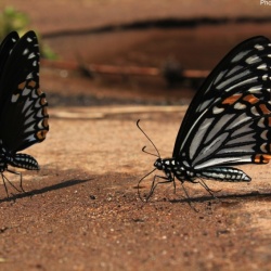 Common Mime -- Papilio clytia Linnaeus, 1758 [ Forms clytia ( left ) & dissimilis (right) ]