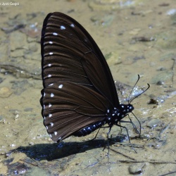 Papilio paradoxa Zincken, 1831 - Great Blue Mime