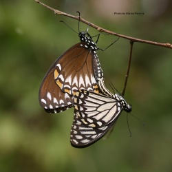 Common Mime - Papilio clytia