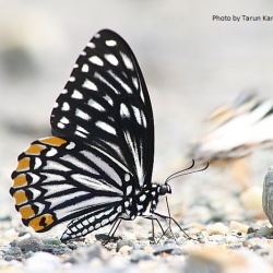 Common Mime - Papilio Clytia
