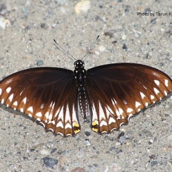 Common Mime  - Papilio clytia