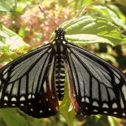 Tawny Mime - Papilio (Chilasa) agestor