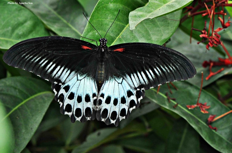 Blue Mormon -- Papilio polymnestor Cramer, 1775