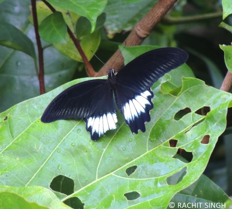 Andaman Mormon -- Papilio mayo Atkinson, 1873