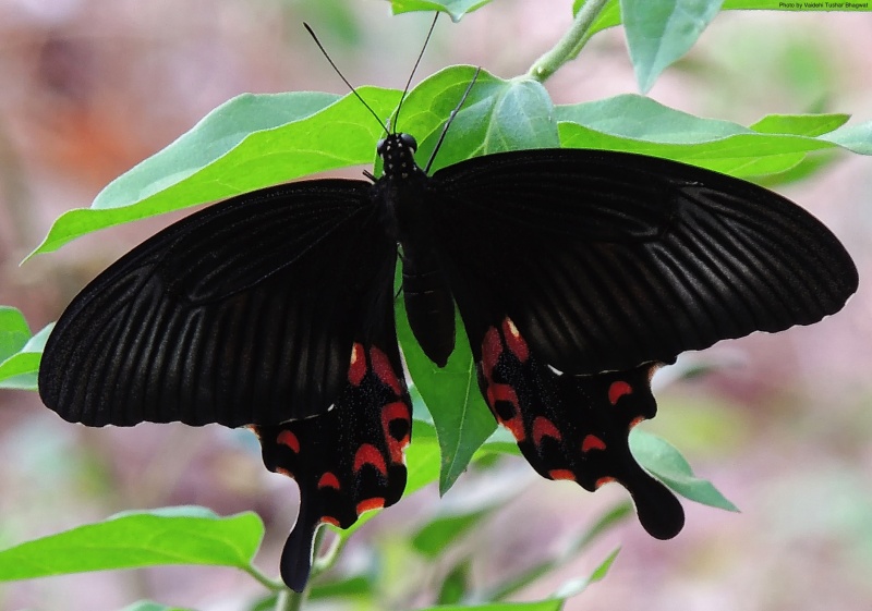 Common Mormon  -– Papilio polytes Linnaeus, 1758 (Intermediate form between stichius and romulus )