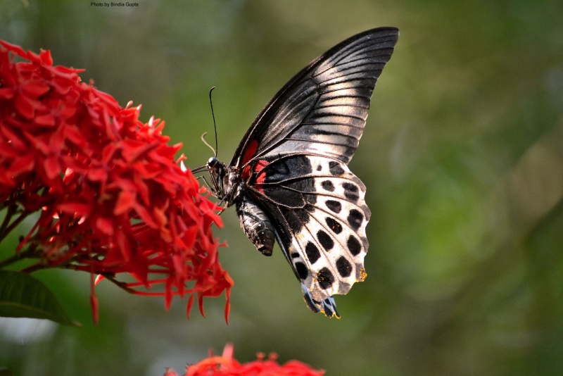 Blue Mormon --   Papilio polymnestor Cramer, 177