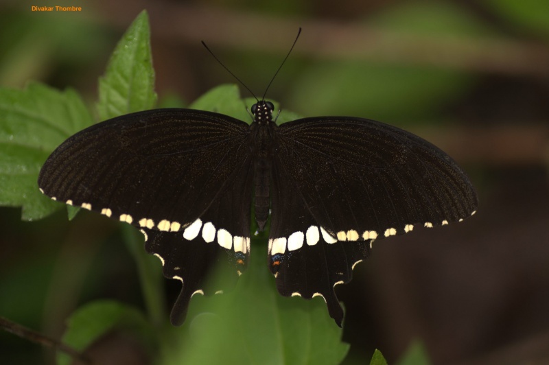 Common Mormon -- Papilio polytes Linnaeus, 1758