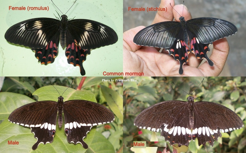 Common Mormon - Papilio polytes ( Male and female forms )