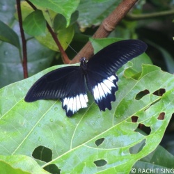 Andaman Mormon -- Papilio mayo Atkinson, 1873