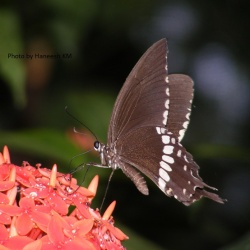Common Mormon - Papilio polytes