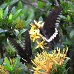 Common Mormon --  Papilio polytes Linnaeus, 1758