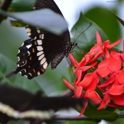 Common Mormon --  Papilio polytes Linnaeus, 1758