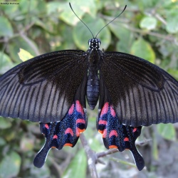 Common Mormon -- Papilio polytes Linnaeus, 1758 ( Female, romulus morph )