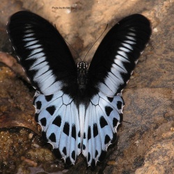 Blue Mormon - Papilio polymnestor