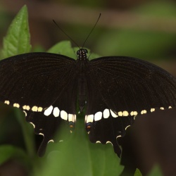 Common Mormon -- Papilio polytes Linnaeus, 1758