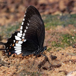Common Mormon -  Papilio polytes